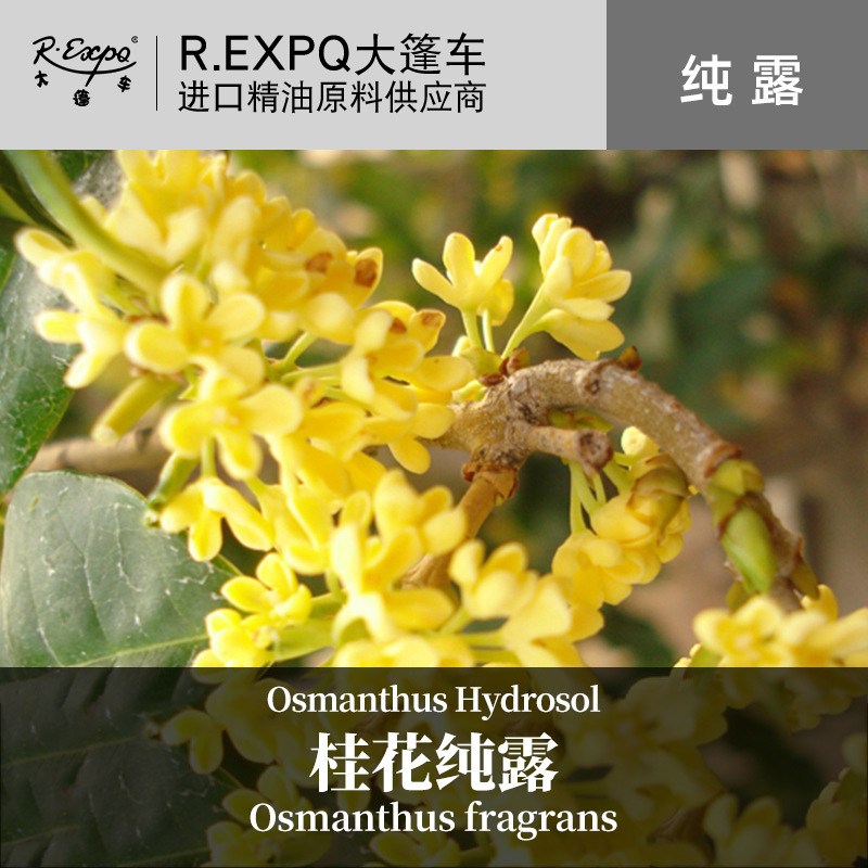 桂花纯露 法国原料批发 面部SPA花水纯露 美容院按摩适用纯露