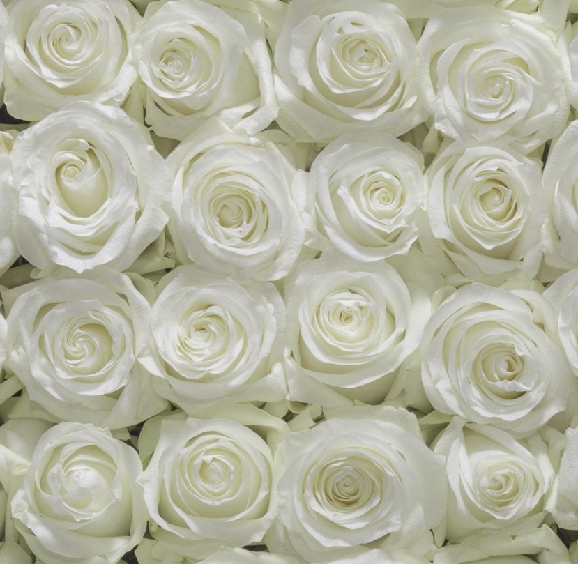 国产玫瑰-【骄傲】