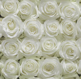 国产玫瑰-【骄傲】