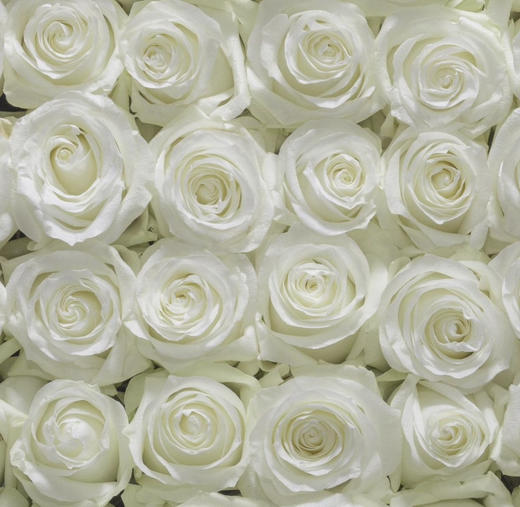 国产玫瑰-【骄傲】 商品图0