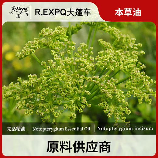 羌活精油 单方精油原料批发芳疗护理调香香薰 大篷车精油 商品图0