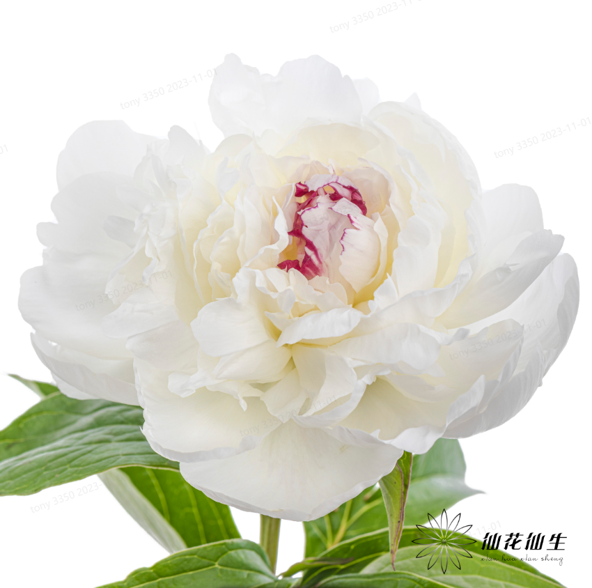 新西兰花材 | 芍药嘉年华 festive maxima