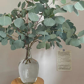 尤加利苹果叶丨配叶