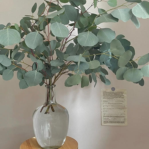 尤加利苹果叶丨配叶 商品图0