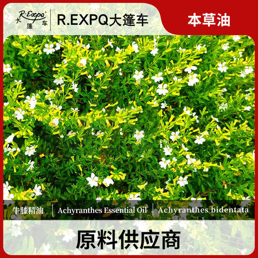 牛膝精油单方精油原料批发芳疗护理调香香薰 大篷车精油 商品图0