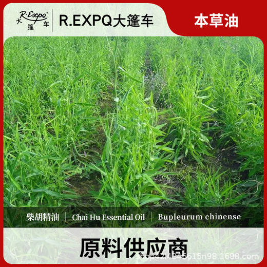 柴胡单方精油原料批发芳疗护理推拿按摩调香本草精油 商品图0