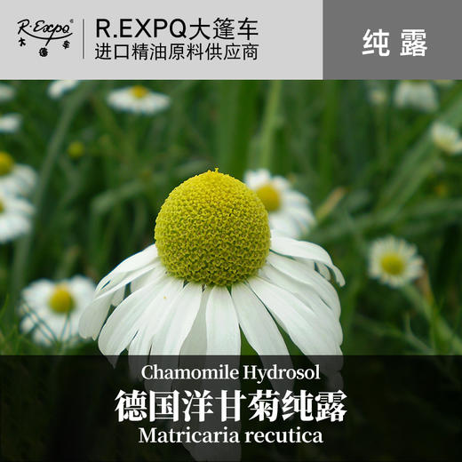 德国洋甘菊纯露 法国原料批发 美容院面部按摩花水纯露 1kg起批 商品图0