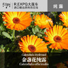金盏花纯露 印度原料批发 适用于面部按摩SPA 量大详询 1kg起批 商品缩略图0