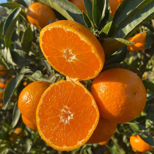 【时令】2025正宗涌泉蜜橘  嫩如豆花 汁如泉涌 无籽无渣 商品图2