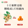 【红杏林】高州特级无核桂圆肉当季新货 无硫0添加 可泡水 可炖汤 10斤新鲜龙眼炼成1斤桂圆肉 商品缩略图2