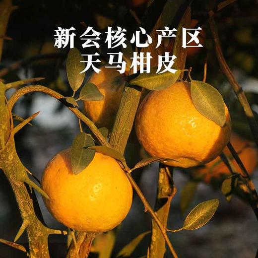 2023年新品一球经典普洱陈皮熟茶龙珠 商品图3