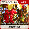 五味子精油单方精油原料批发芳疗护理调香香薰 大篷车精油 商品缩略图0