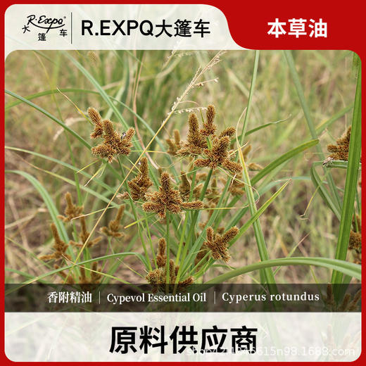 香附精油原料批发芳疗护理调香推拿按摩本草精油Cypevol 商品图0