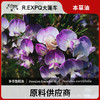 补骨脂精油单方精油原料批发芳疗护理调香精油Psoralen 商品缩略图0