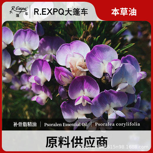 补骨脂精油单方精油原料批发芳疗护理调香精油Psoralen 商品图0