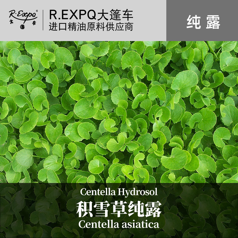 积雪草纯露 印度原料批发 美容院面部SPA按摩花水纯露 1KG起批