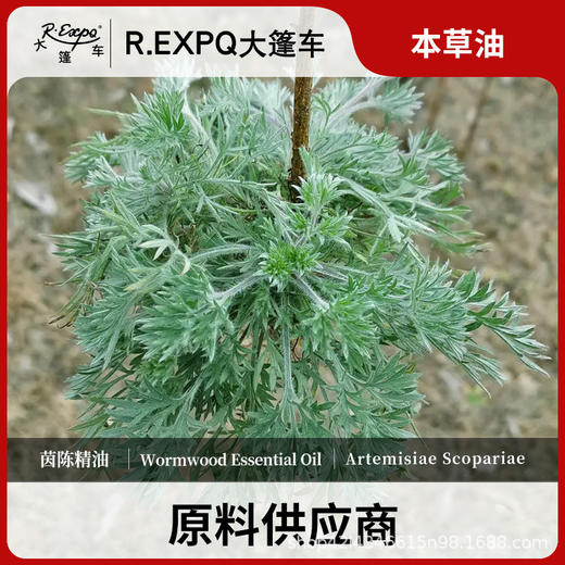茵陈精油原料批发芳疗护理调香推拿按摩本草精油Wormwood 商品图0