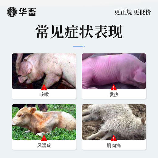 【社群专享】华畜30%安乃近注射液 解热镇痛抗菌消炎 治疗咳嗽发热肌肉痛等 商品图1