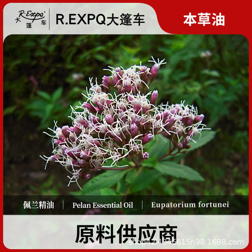 佩兰精油原料批发芳疗护理调香推拿按摩本草精油Pelan 商品图0