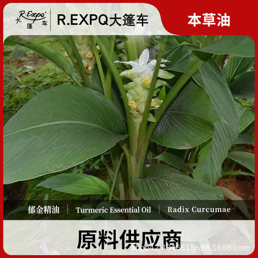 郁金精油原料批发芳疗护理调香推拿按摩本草精油Turmeric 商品图0