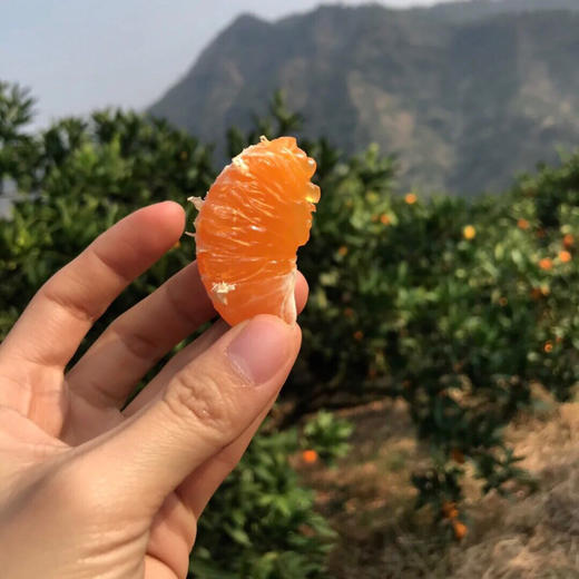 【时令】2025正宗涌泉蜜橘  嫩如豆花 汁如泉涌 无籽无渣 商品图5