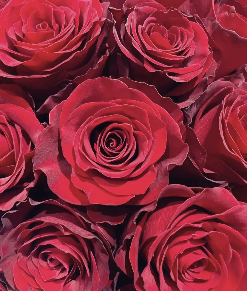 国产玫瑰-【高原红】