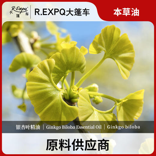 银杏叶精油单方精油原料批发芳疗护理调香香薰 大篷车精油 商品图0