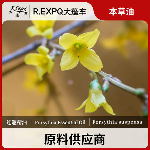 连翘精油单方精油原料批发芳疗护理调香香薰 大篷车精油 商品图0