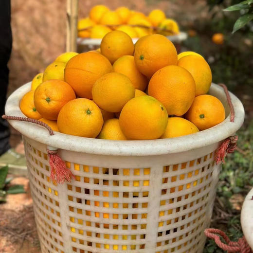 【富硒有机】繁橙鲜生·赣南脐橙精品果10斤/20斤装·九省包邮 商品图3