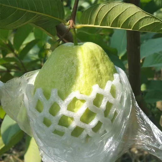 福建树上熟奶油芭乐草莓芭乐礼盒装 京东发货（预计7天左右发货） 商品图2