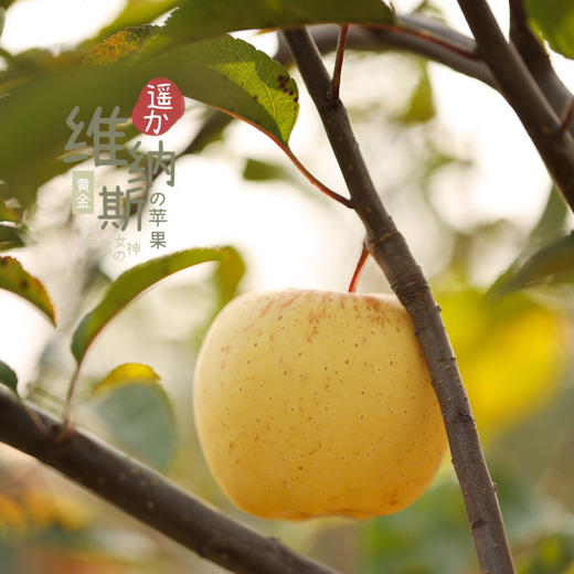 维纳斯女神金苹果 七年老树原苗种植 纯甜口感 果香浓郁 商品图1