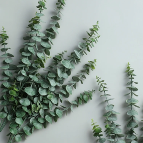 尤加利叶丨单支叶