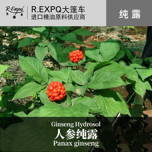 人参纯露 法国原料批发 花水纯露批发 面部按摩SPA纯露 1kg批发 商品图0