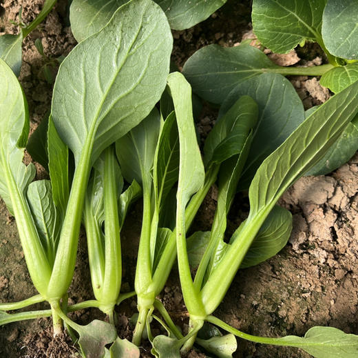 小油菜（基地现摘） 商品图1