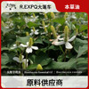 鱼腥草精油原料批发芳疗护理调香按摩本草精油Houttuynia 商品缩略图0