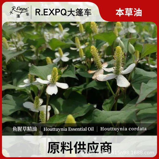 鱼腥草精油原料批发芳疗护理调香按摩本草精油Houttuynia 商品图0