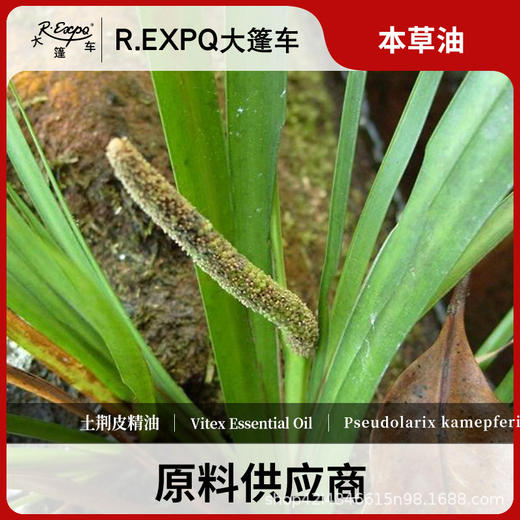 石菖蒲精油原料批发芳疗护理调香本草油Acorus tatarinowii 商品图0