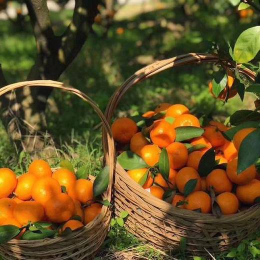 “天下一奇，吃桔带皮”,涌泉梅尖山桔场涌泉蜜桔原生态发货，没有防腐剂、不打蜡，10斤/箱，江浙沪顺丰包邮，买两箱更实惠！ 商品图3