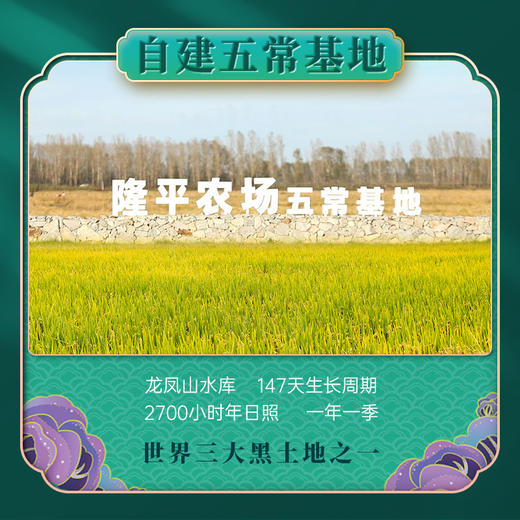 袁谷隆平芯米五常有机大米500g 稻花香2号 东北大米/粳米 长粒香米 GB/T19266【2024新米】 商品图4