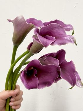 丽江马蹄莲 ｜ 变异米罗【轻微压伤不售后，介意慎拍】