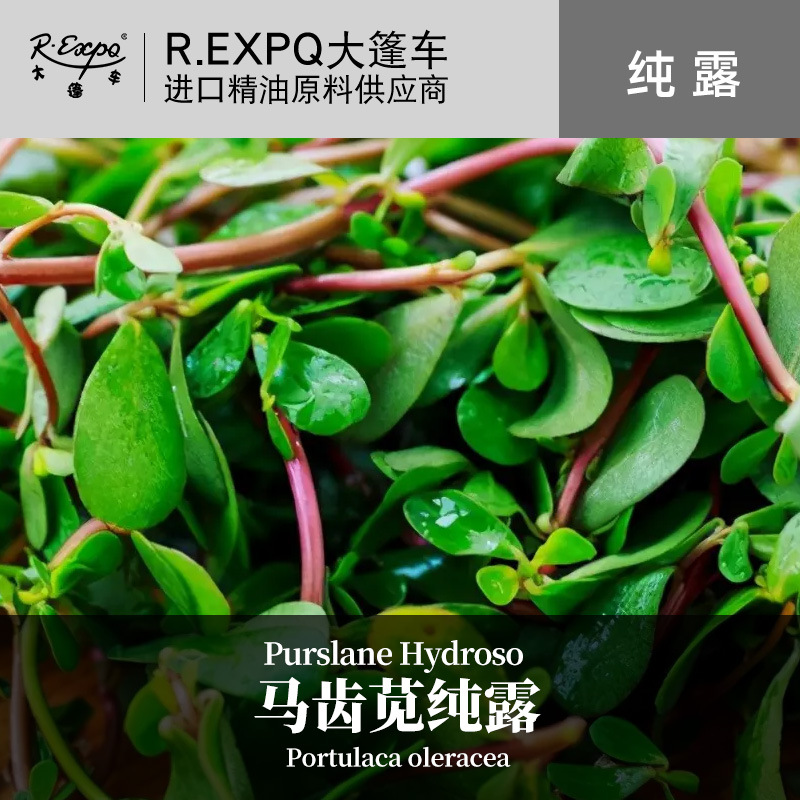 马齿苋纯露 面部按摩纯露 美容院适用花水纯露