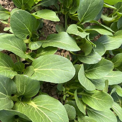 小油菜（基地现摘） 商品图2