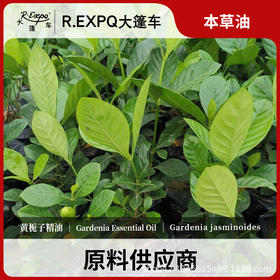 黄栀子精油原料批发芳疗护理调香推拿按摩本草精油Gardenia