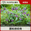 紫草精油原料批发芳疗护理调香推拿按摩本草精油Comfrey 商品缩略图0