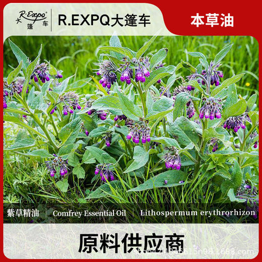 紫草精油原料批发芳疗护理调香推拿按摩本草精油Comfrey 商品图0