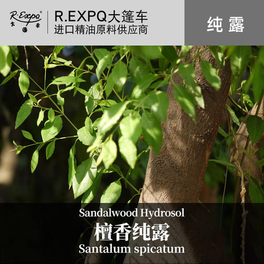 檀香纯露 澳大利亚原料批发 大篷车花水纯露批发 商品图0