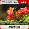 凌霄花精油原料批发芳疗护理调香本草精油Lingxiao flower 商品缩略图0