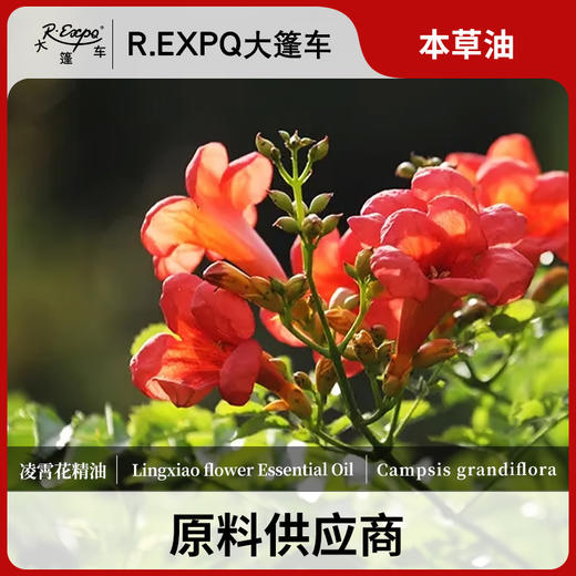凌霄花精油原料批发芳疗护理调香本草精油Lingxiao flower 商品图0