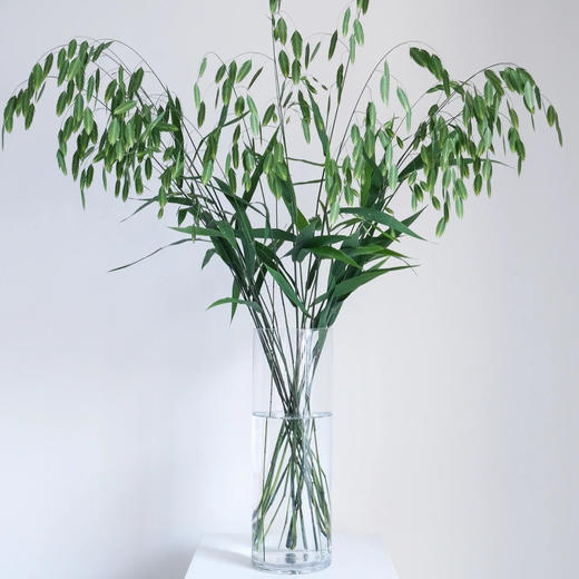 小盼草丨配草 商品图3