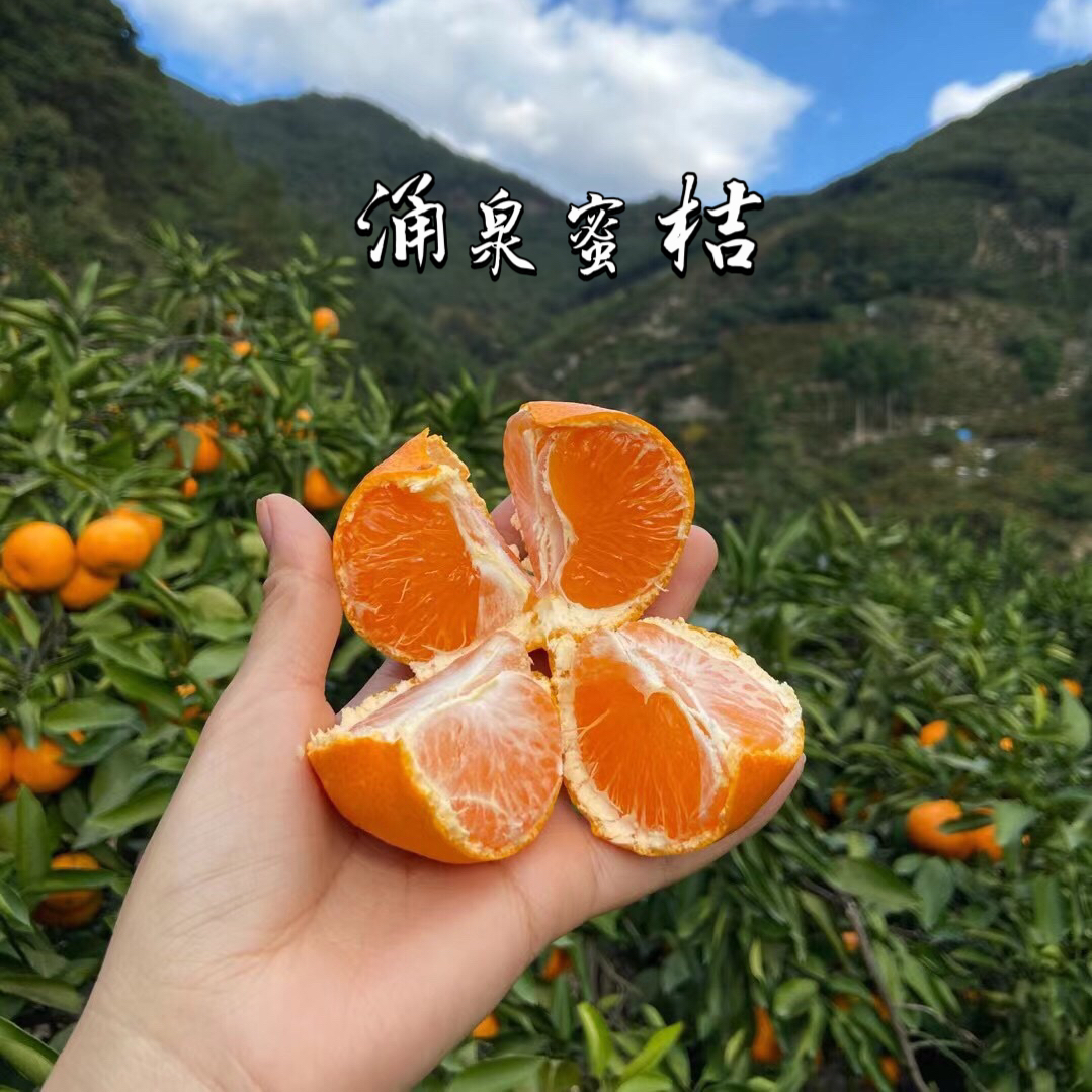 【时令】2025正宗涌泉蜜橘  嫩如豆花 汁如泉涌 无籽无渣